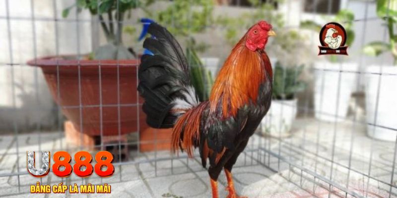qq888 live game máy bay nổ hũ