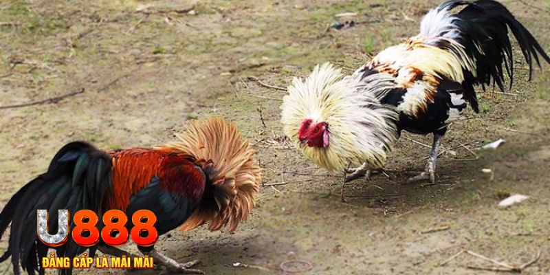 qq888 live game nổ hũ là gì